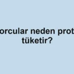sporcular-neden-protein-tuketir